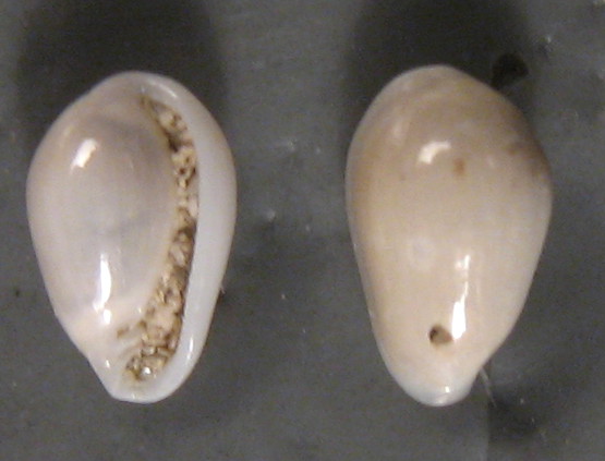 Granulina occulta (Monterosato, 1869)